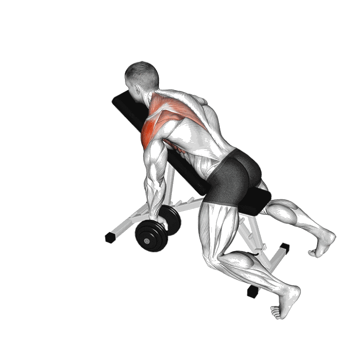 Animation Élévation en Y soutenu unilaterale (Halteres)