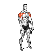 Elevation frontale (Elastique)