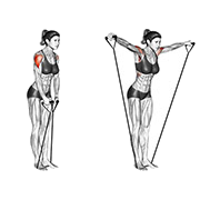 Elevation laterale (Elastique)