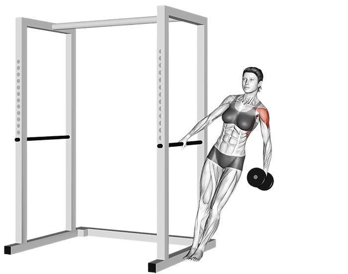 Élévation latérale incliné (Haltères)