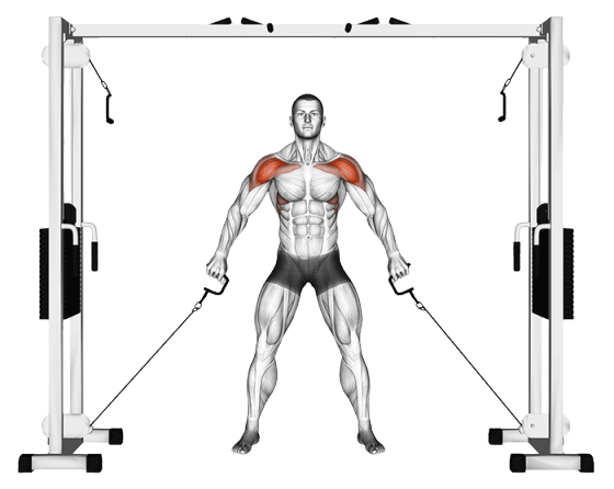 Élévations frontales à la poulie basse