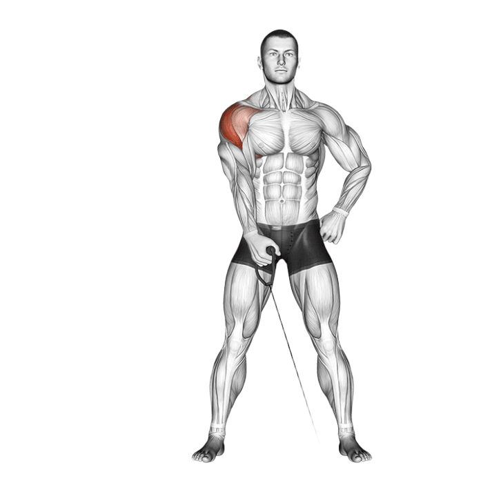 Élévations latérales unilatérales à la poulie