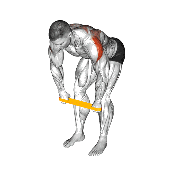 Animation Oiseau (Élastique)