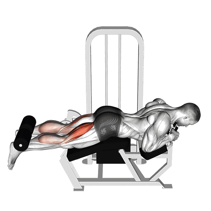Animation Leg Curl allongé (Machine)