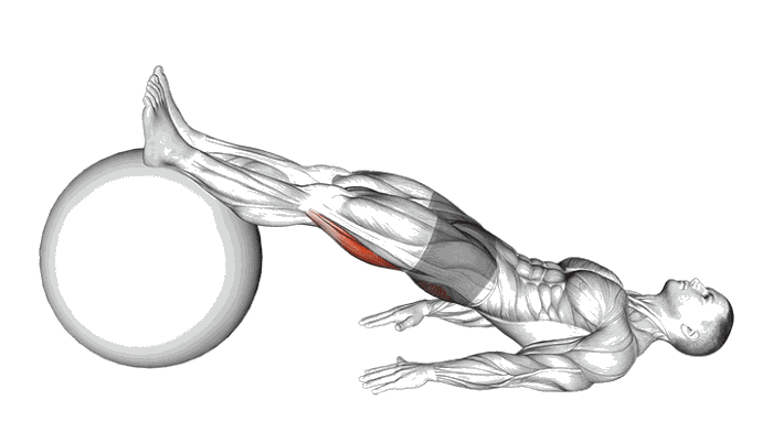 Animation Leg curl au ballon de gym