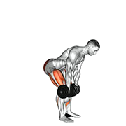 Souleve de terre roumain (Halteres)