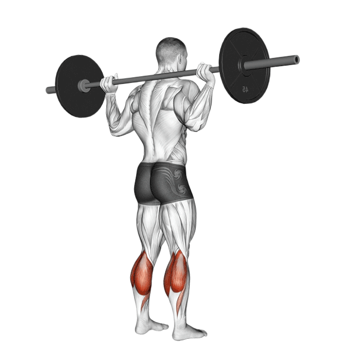 Mollets debout (Barre)