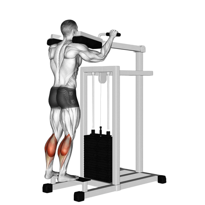 Mollets debout (Machine)