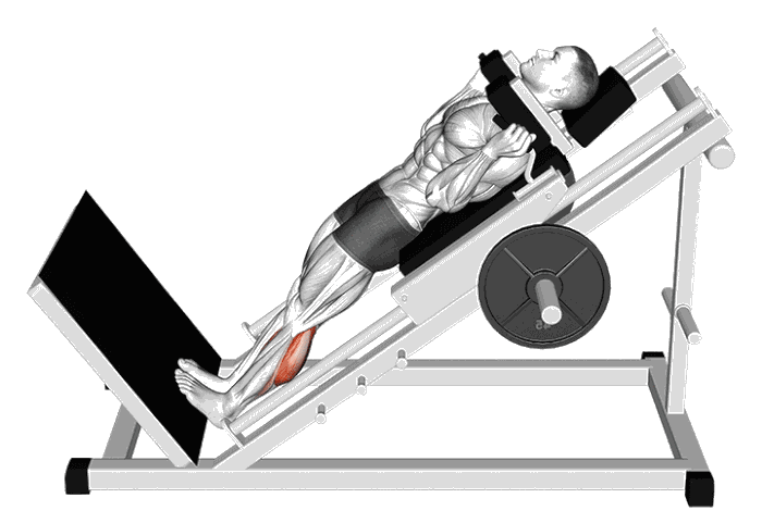 Animation Mollets hack squat (Machine)