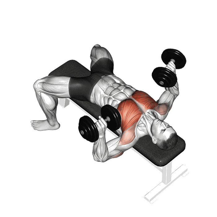 Animation Développé couché (Haltere)