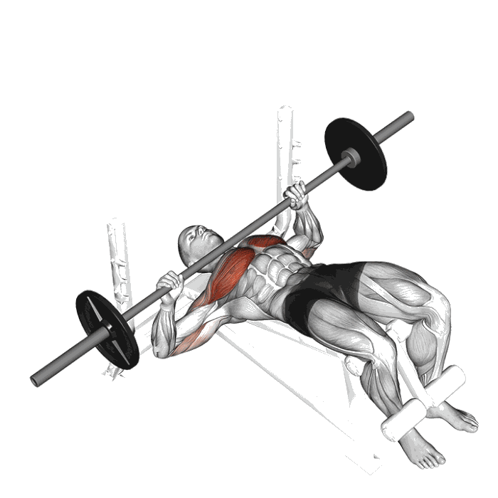 Animation Développé décliné (Barre)