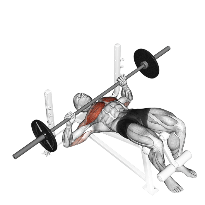 Développé décliné (Barre)