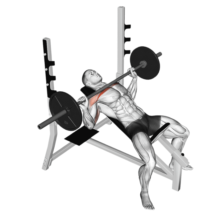 Développé incliné (Barre)