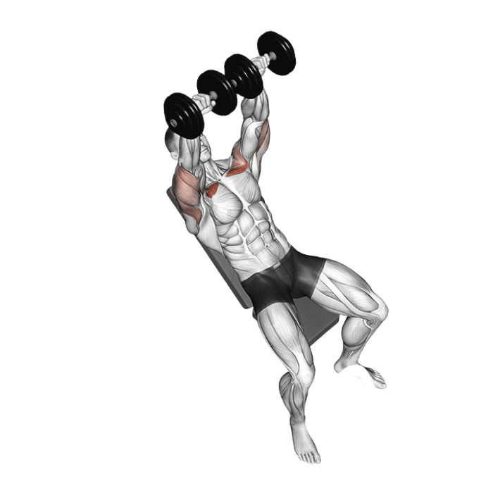 Développé incliné (Haltères)