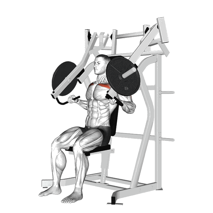 Animation Développé incliné (Machine convergente)