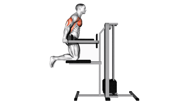 Animation Dips pectoraux (Assite)