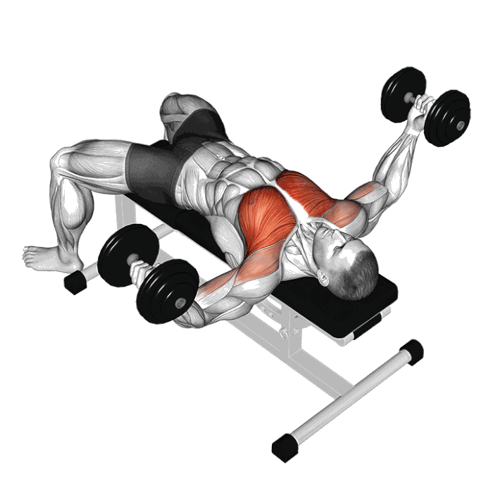 Animation Ecarté couché haltère