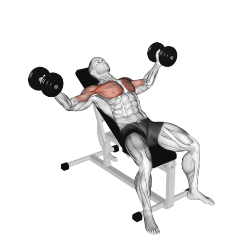 Écartés incliné (Haltères)