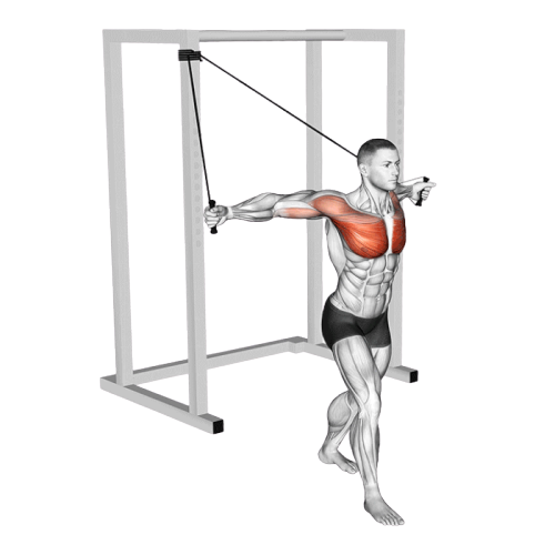 Écartés pectoraux (Élastique)