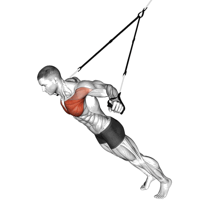 Animation Écartés pectoraux (Suspension)