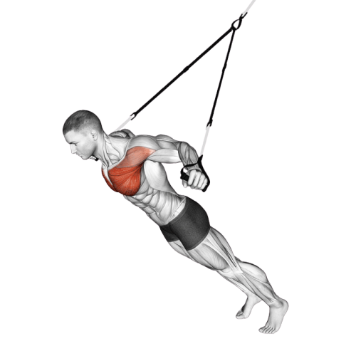 Écartés pectoraux (Suspension)