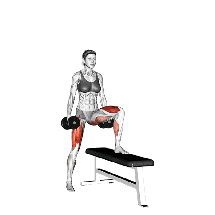 Animation Montées sur banc latérales avec haltères