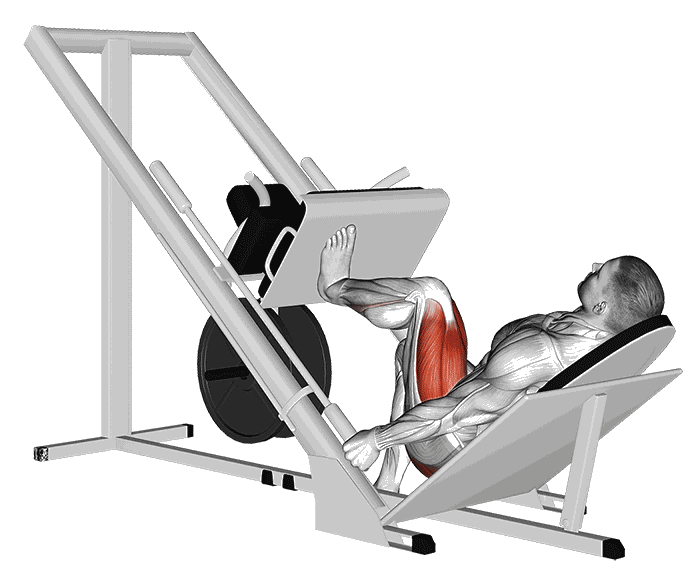 Animation Presse à cuisses (Machine)