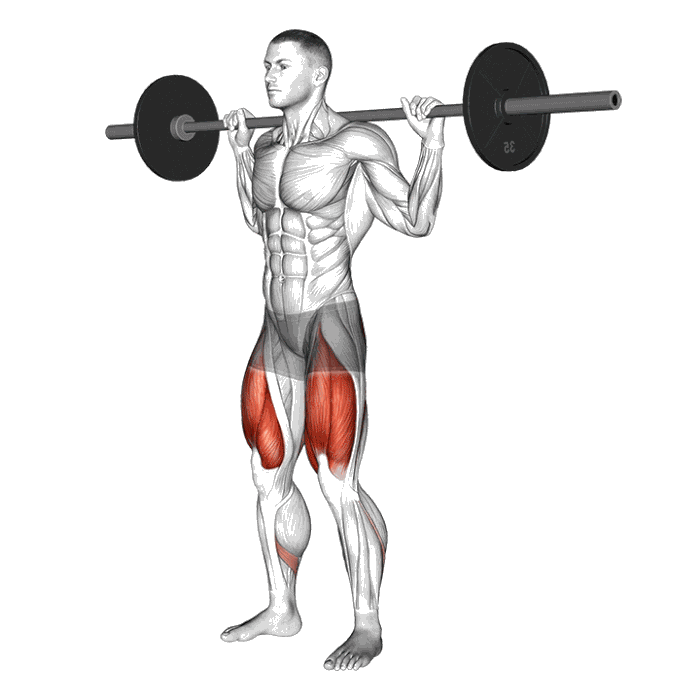 Animation Squat (Barre)