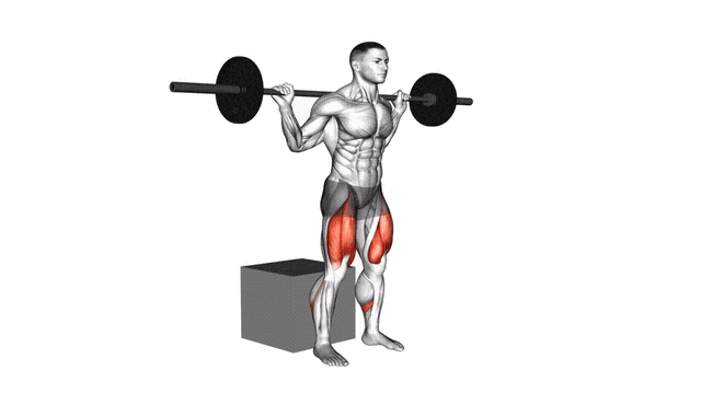 Animation Squat sur box (Barre)