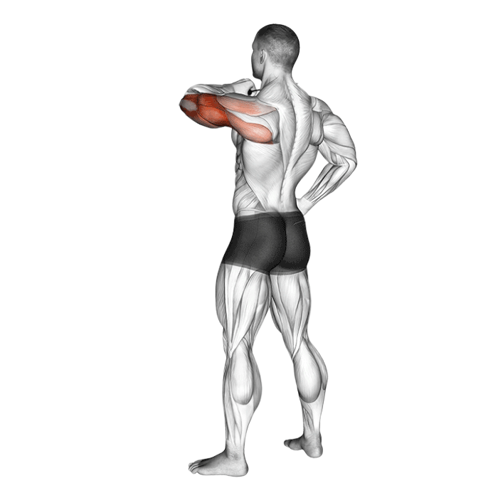 Extension horizontale (Poulie)