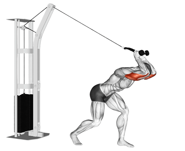 Extension triceps derriere la tete incline (Poulie)