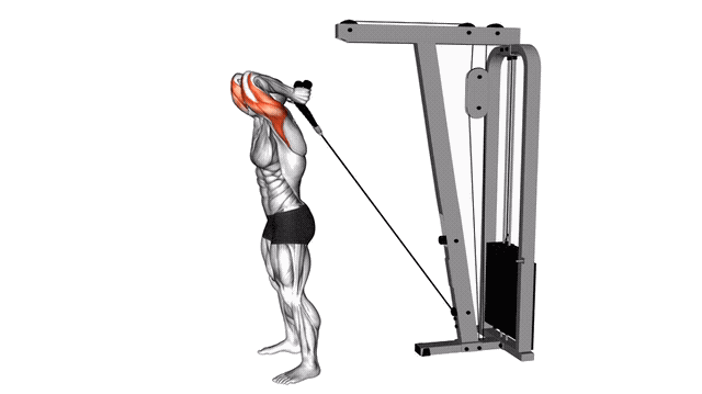 Animation Extension triceps derriere la tete (Poulie)