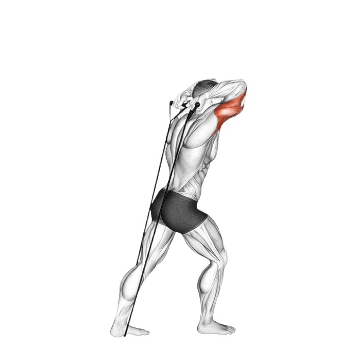 Extension triceps derrière tête (Élastique)