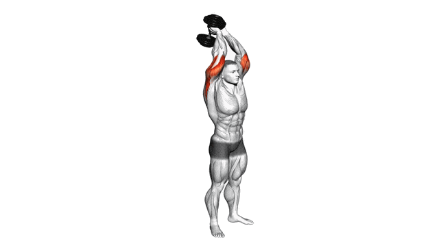 Animation Extension triceps (Halteres)