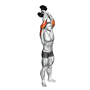 Extension triceps (Halteres)