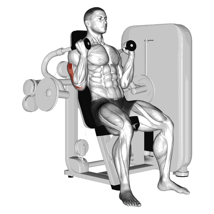 Animation Extension triceps (Machine)