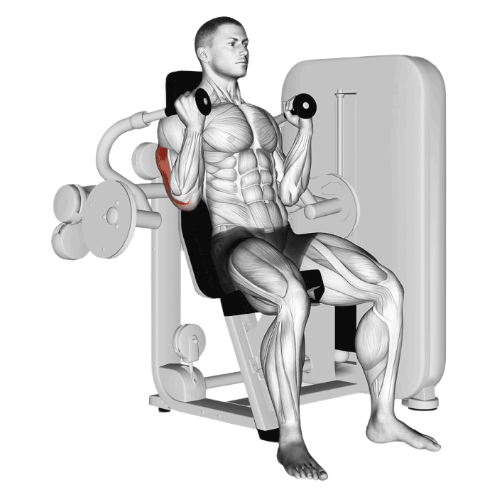 Extension triceps (Machine)