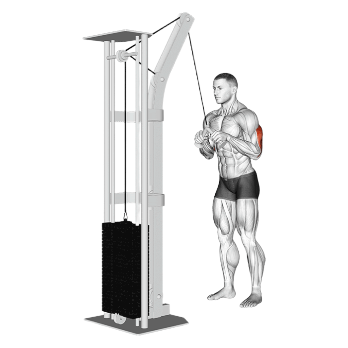 Extension triceps (Poulie)