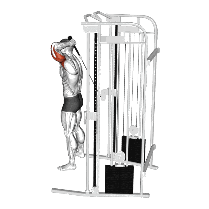 Animation Extension verticale triceps (Poulie)