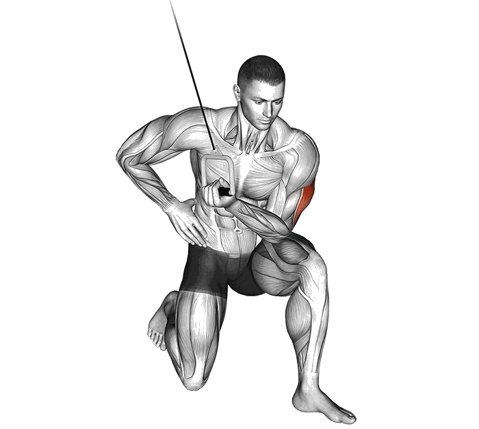 Animation Extensions concentrés des triceps poulie