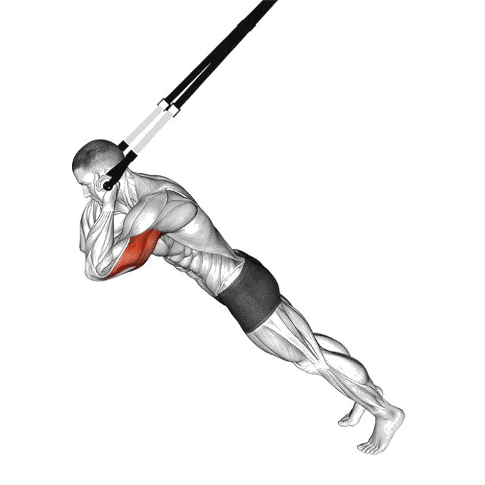 Animation Extensions des triceps avec sangles de suspension