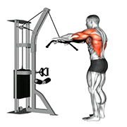 Tirage bras tendu (Poulie)